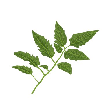 Tomato leaf, isolated on white