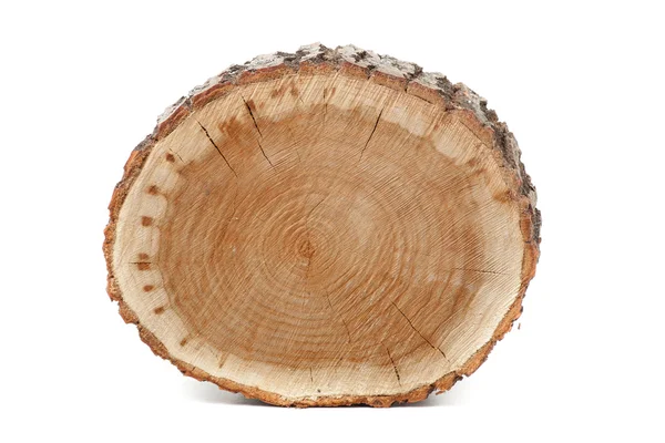 Seção transversal do tronco da árvore no fundo branco — Fotografia de Stock