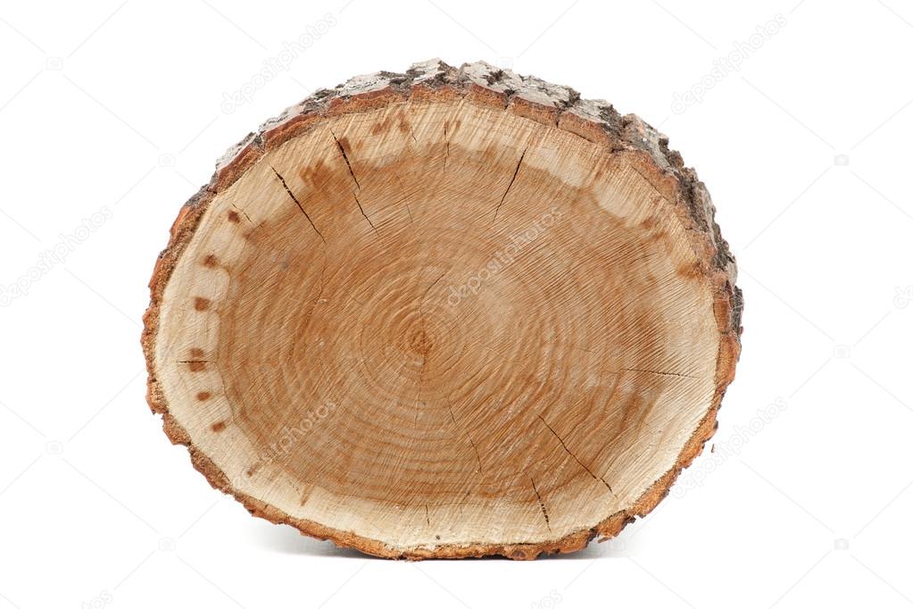 Cross section of tree trunk on white background