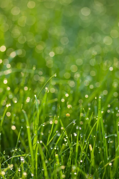 Gras met dauwdruppels — Stockfoto