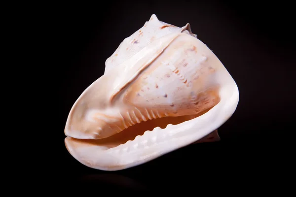 Sea shell on black — Stock Photo, Image