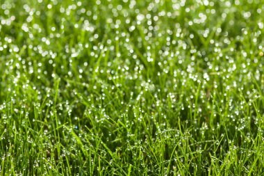 Çiy damlalı çimenler