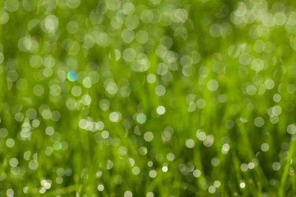 Grass with dew drops — Stock Photo, Image