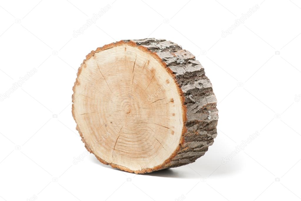 Cross section of tree trunk on white background