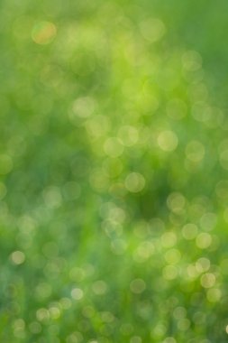 Çiy damlalı çimenler