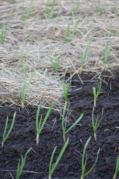 Plantaardige bedden met knoflook — Stockfoto