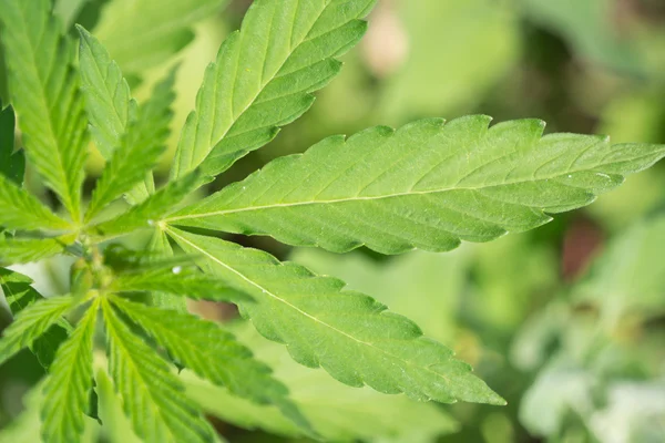 Cannabis plant — Stock Photo, Image