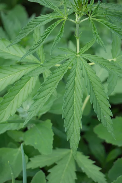 大麻植物 — 图库照片