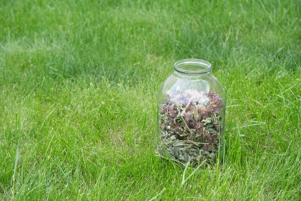 Glass jar with dried clover — Stock Photo, Image