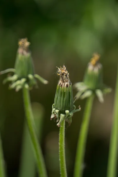 Closed dandelion bud ,on green blurry background — Stock Photo, Image