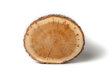 Beyaz arkaplanda ağaç gövdesinin kesiti