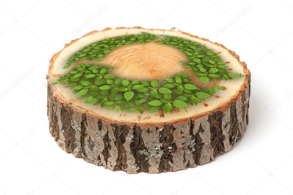 Cross section of tree trunk with recycle symbol, on white background