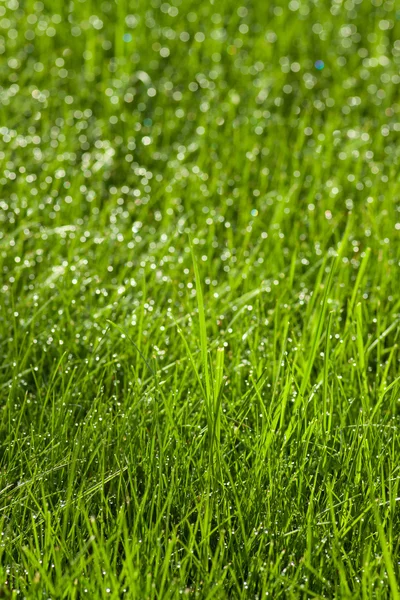 Gras mit Tautropfen — Stockfoto