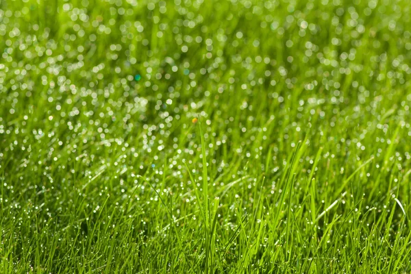 Gras met dauwdruppels — Stockfoto