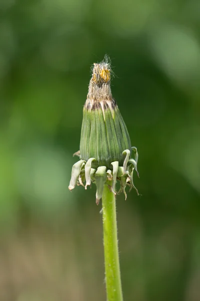 Closed dandelion bud ,on green blurry background — Stock Photo, Image