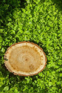 çim ağaç kütüğü