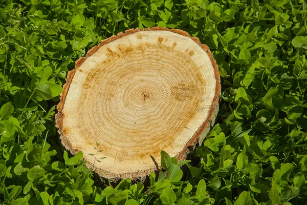 草の上の木の切り株 — ストック写真