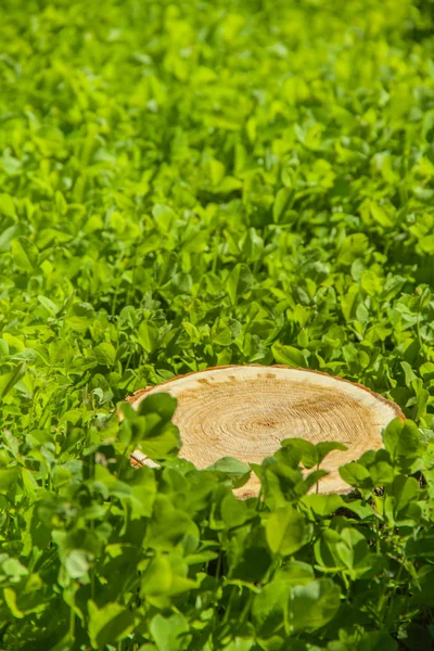 Pohon Stump di rumput — Stok Foto