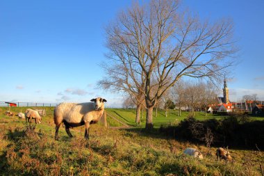 Arka planda Stadhuis (belediye) saat kulesi ile Hollanda 'nın Veere, Zeeland kentinin çevresini çevreleyen renkli kırsalda koyunlar otluyor.