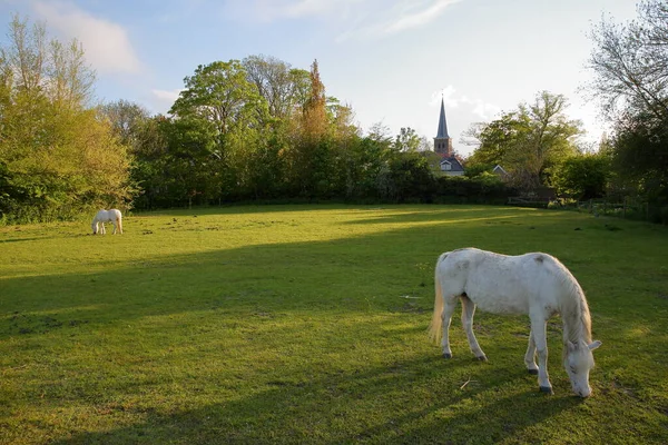 White Horses Grazing Meadow Mantgum Friesland Netherlands Small Village Located — Stock Photo, Image