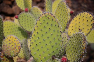 Guatiza, Lanzarote, Kanarya Adaları, İspanya 'daki Kaktüs Bahçesi içindeki Kaktüs bitkilerine yakın çekim