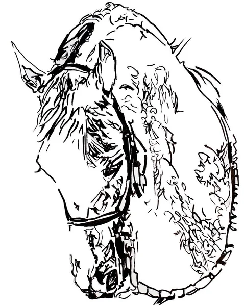 アラビア馬黒と白の元のイラストの描画 — ストック写真
