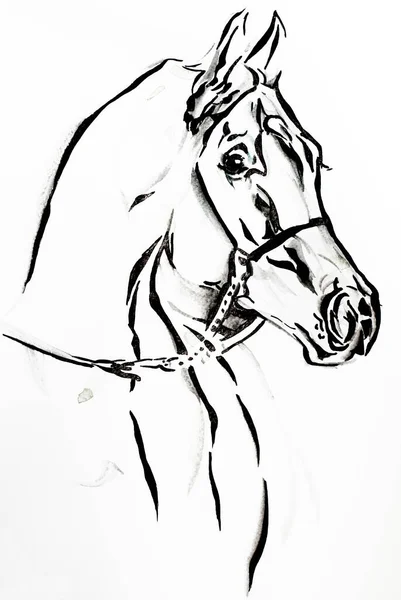 Illustration Cheval Arabe Dessin Original Fait Main — Photo