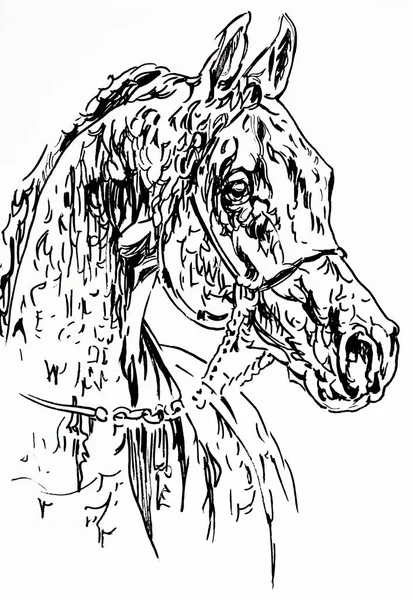 Άλογο Μελάνι Σχέδιο Χέρι Έκανε Πρωτότυπο Μαύρο Και Άσπρο — Φωτογραφία Αρχείου