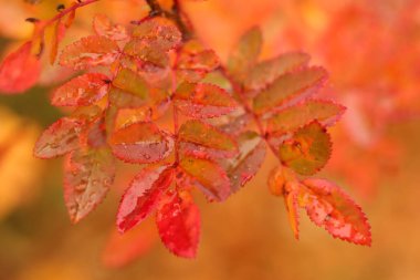 Bahçede renkli sonbahar gülü yaprakları, fotoğrafın yakın çekimi.