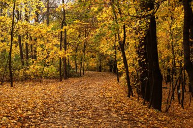 Sonbahar ormanlarında sarı yapraklı patika. Renkli sonbahar manzarası.