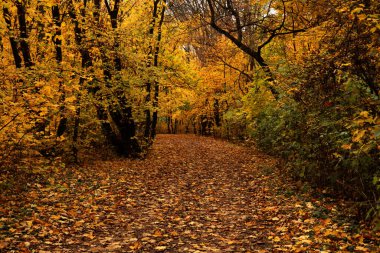 Sonbahar ormanlarında sarı yapraklı patika. Renkli sonbahar manzarası.