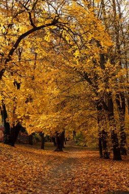 Sonbahar ormanlarında sarı yapraklı patika. Renkli sonbahar manzarası.