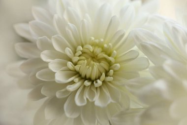 Beyaz kasımpatı çiçeği, makro shot, sığ DOF