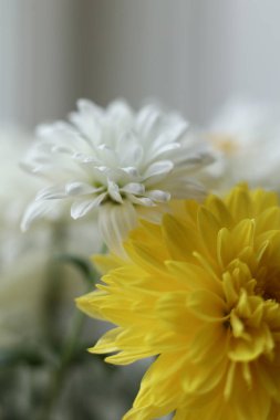 Kasımpatı buketinin güçlü seçici odaklı Macro fotoğrafı. Yumuşak taç yaprakları, yumuşak pastel renkler ve bulanık arkaplan doğa temaları için ideal bir çiçek kompozisyonu oluşturur.