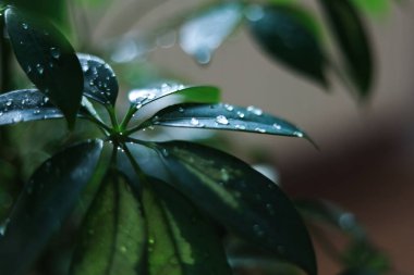 Şemsiye ağacının (Schefflera) temiz su damlacıklarıyla kaplı yakın plan fotoğrafı. Resim ayrıntılı yaprak dokuları, parlak yeşil yüzeyler ve yumuşak seçici odaklı arka plan içerir.. 