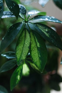 Şemsiye ağacının (Schefflera) temiz su damlacıklarıyla kaplı yakın plan fotoğrafı. Resim ayrıntılı yaprak dokuları, parlak yeşil yüzeyler ve yumuşak seçici odaklı arka plan içerir.. 