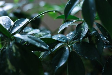 Şemsiye ağacının (Schefflera) temiz su damlacıklarıyla kaplı yakın plan fotoğrafı. Resim ayrıntılı yaprak dokuları, parlak yeşil yüzeyler ve yumuşak seçici odaklı arka plan içerir.. 