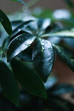 Şemsiye ağacının (Schefflera) temiz su damlacıklarıyla kaplı yakın plan fotoğrafı. Resim ayrıntılı yaprak dokuları, parlak yeşil yüzeyler ve yumuşak seçici odaklı arka plan içerir.. 
