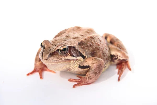 Frog — Stock Photo, Image