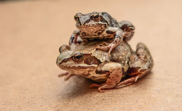 Frogs — Stock Photo, Image