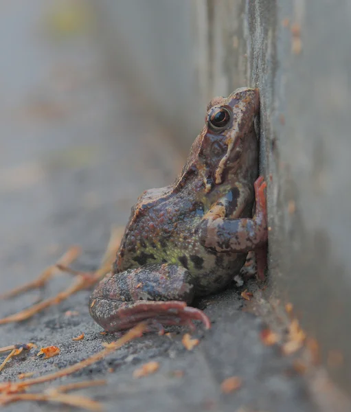 Frogs prayer — Stock Photo, Image