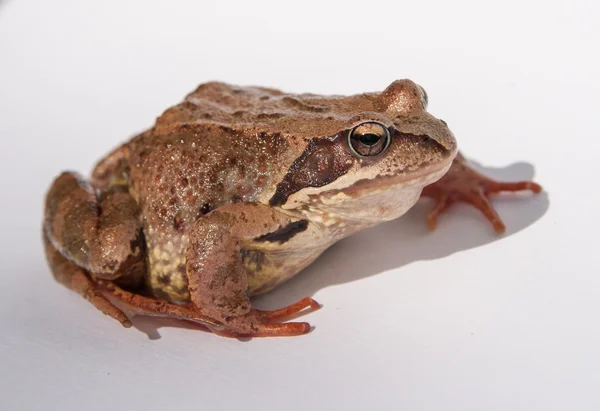 Frog — Stock Photo, Image