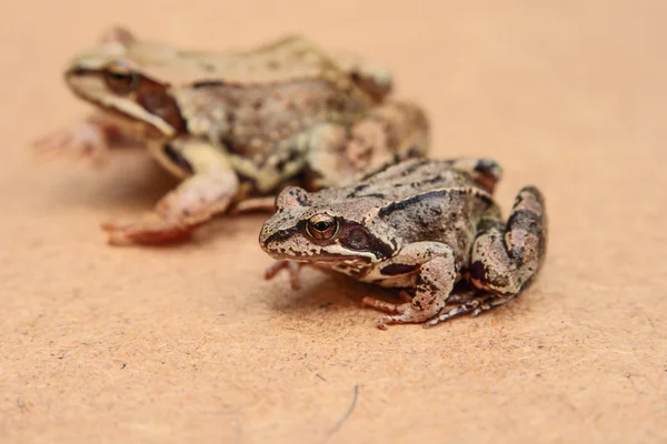 Frogs — Stock Photo, Image