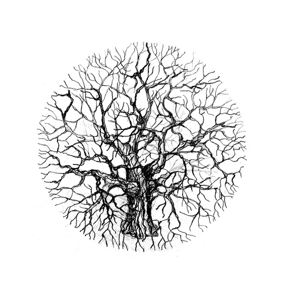 Croquis holistique des arbres. croquis pancil noir et blanc de l'arbre — Photo