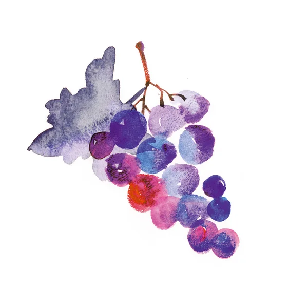 Watercolor hand made illustration of grapes — Stock Photo, Image