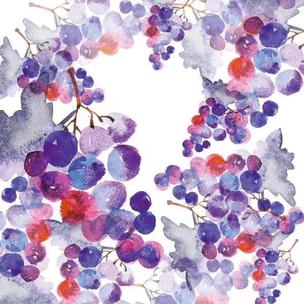 Watercolor hand made illustration of blue or black grapes — Stock Photo, Image