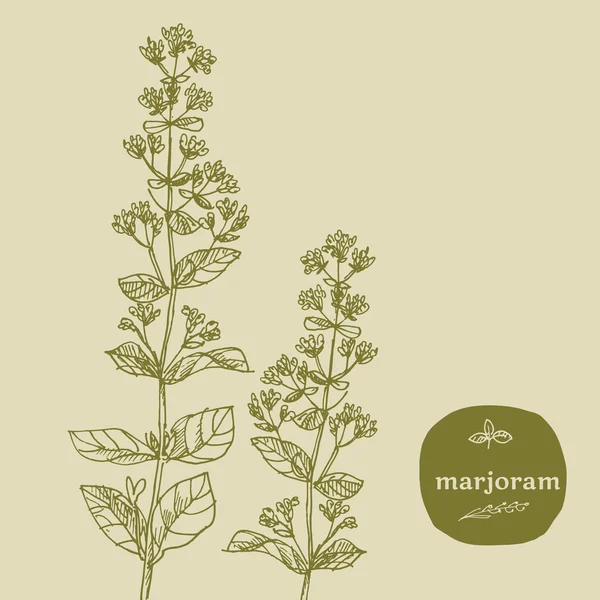 elle çizilmiş çim baharat