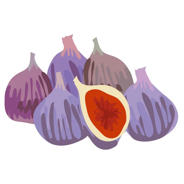 Violet fig illustration — Stock Vector