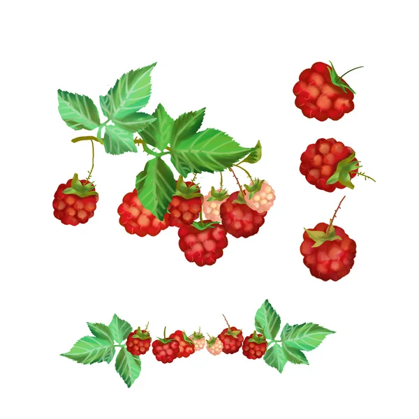 Цифрова ілюстрація червоної малини — стокове фото