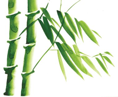 Sulu Boya yeşil bambu